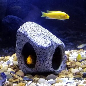 SpringSmart Cachette d’aquarium pour animaux de compagnie aquatiques pour se reproduire, jouer et se reposer, ornements en céramique sûrs et non toxiques, pierre décorative pour combattant