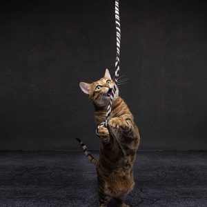CAT DANCER Produits Jungle Cat Charmer, baguette Jungle Wand jouet pour chatons, breloque pour chat en ruban coloré, baguette interactive pour l’exercice du chat (lot de 2, multicolore)