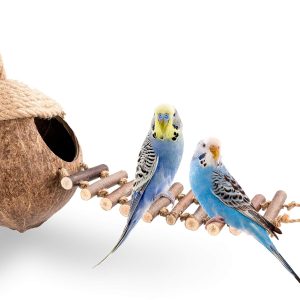 andwe Nichoir à oiseaux en noix de coco avec échelle pour perroquets, perruches, conures, calopsittes – Maison pour petits animaux domestiques